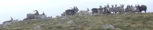 Corserine Goats Corserine Goats