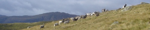 Corserine wild goats Corserine wild goats