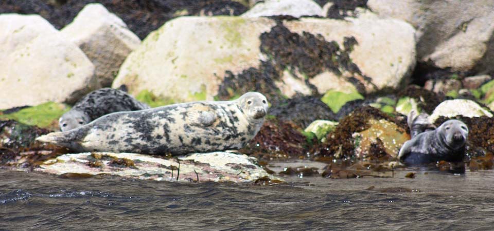 Ailsa Craig Seals image