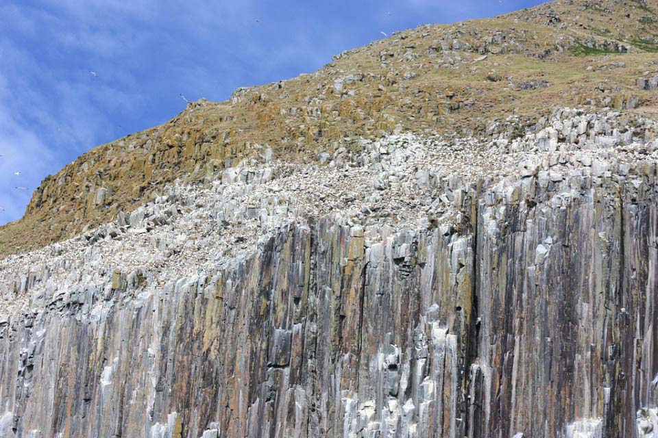 Ailsa Crag Birds nesting image