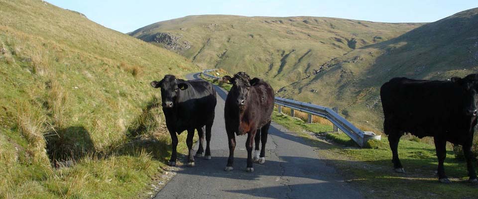 Cows on the Nick of the Balloch image