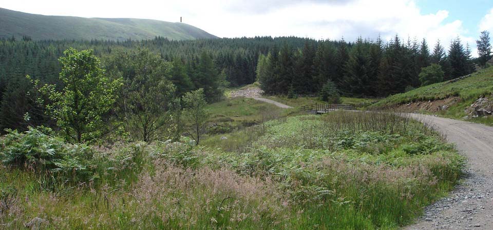 Forest road to Carlin's Cairn image