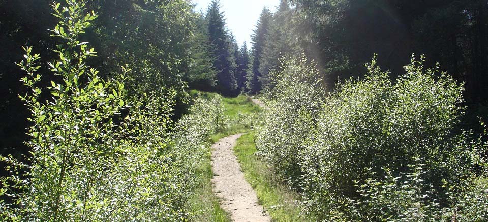 Kings Cave woodland path image