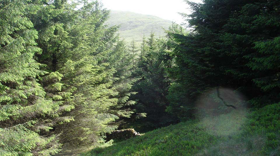 Kirriereoch Forest Path image