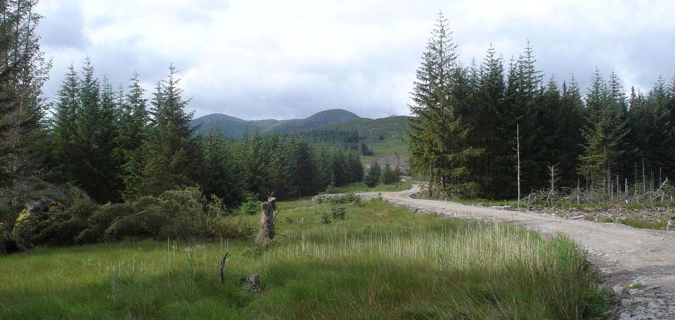 Forest Road to the Mullwarchar Range image